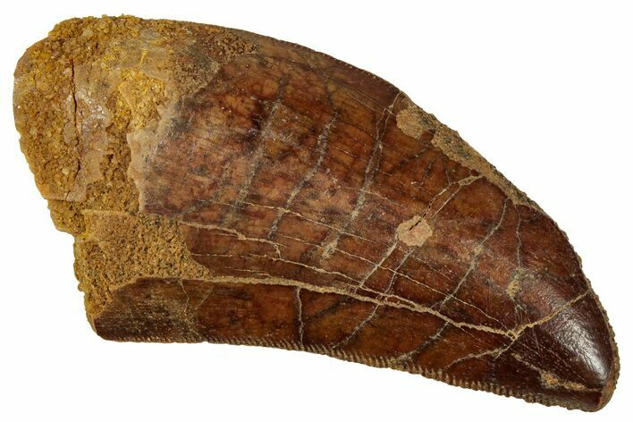 Serrated, Carcharodontosaurus Tooth - Real Dinosaur Tooth #329894